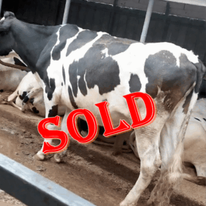 Premium 5-Month In-Calf Friesian Heifers for Sale