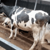 Premium 5-Month In-Calf Friesian Heifers for Sale - Image 3