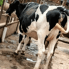 Dairy Cow for sale in Kenya