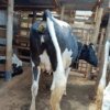 Premium Pedigree Friesian Heifers – Future Milk Champions! - Image 3