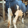 Premium Pedigree Friesian Heifers – Future Milk Champions! - Image 4