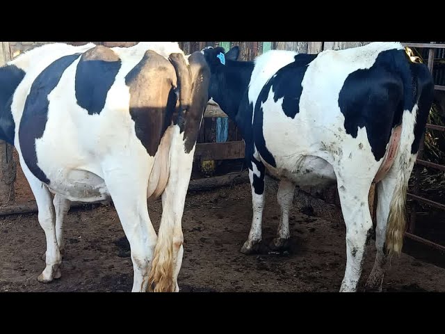 dairy cow for sale in kenya