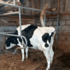 Premium Pedigree In-Calf Heifers for Sale – Future Dairy Champions! - Image 3