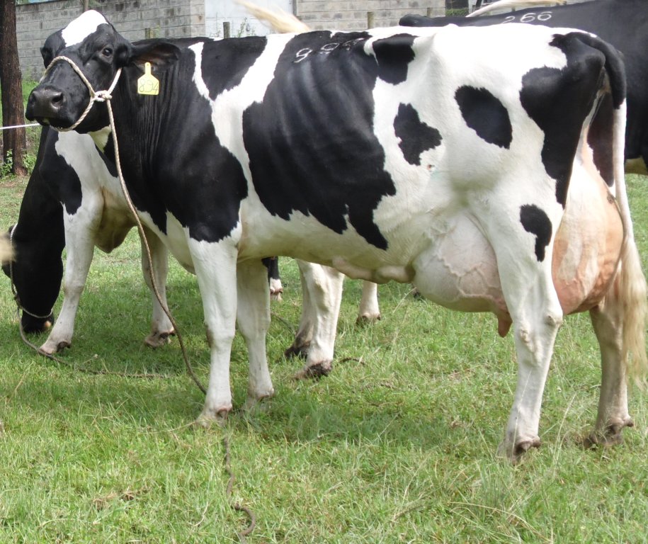 Friesian Heifers in Kenya