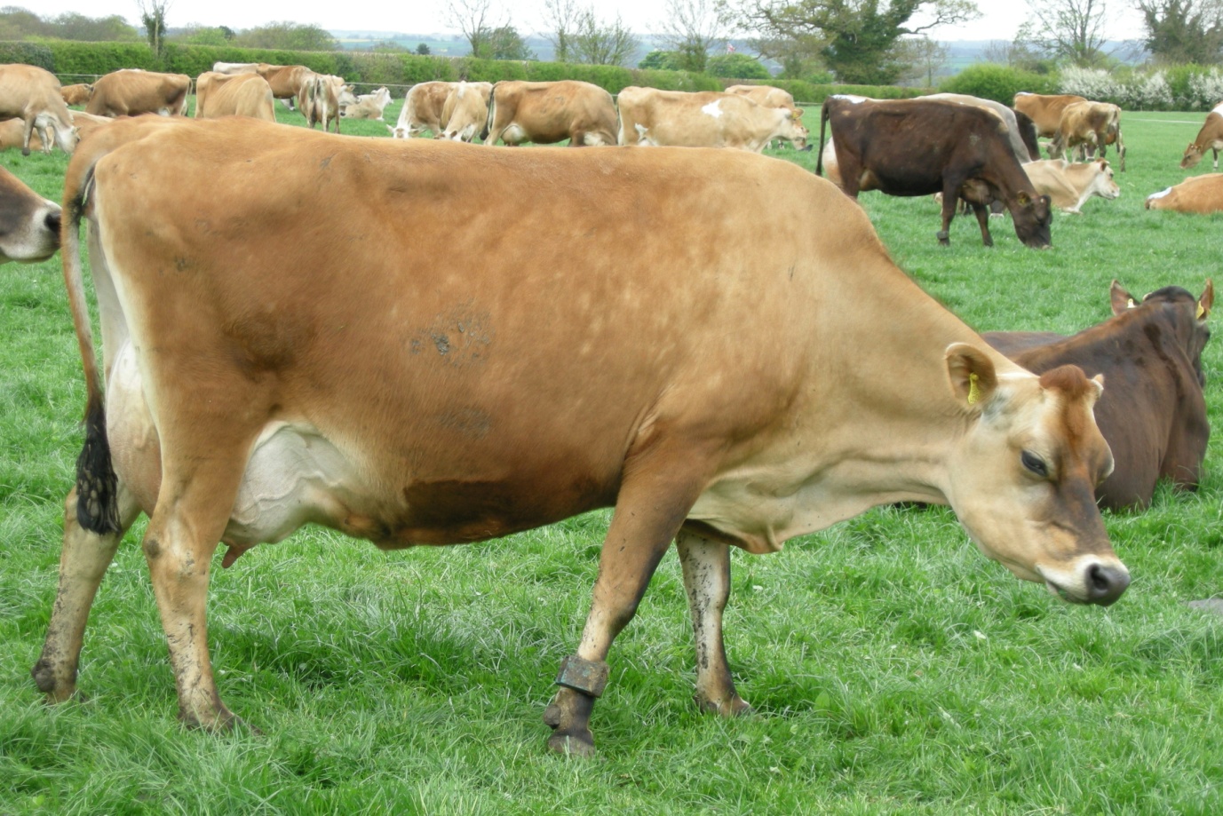 JERSEY-COW kenya