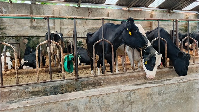 Overview of Kenya's Dairy Industry