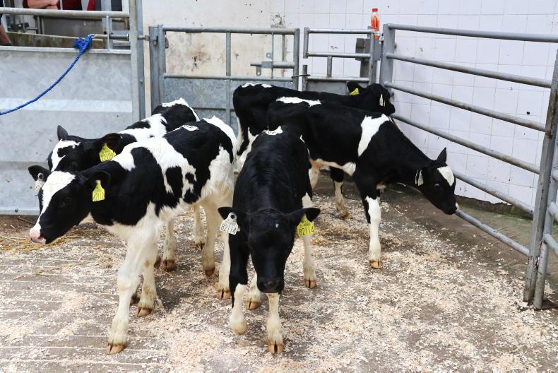 Pedigree Calve for sale kenya