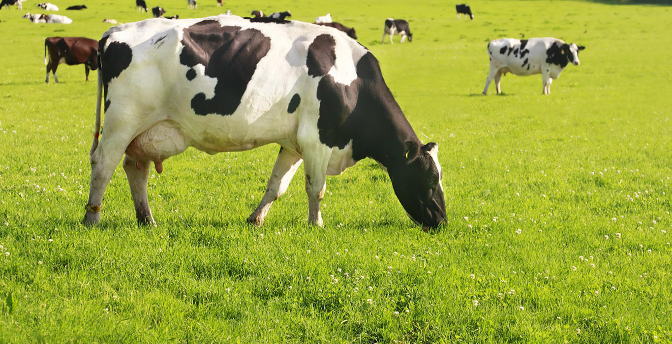 Top Dairy Cow Breeds for Beginners in Kenya