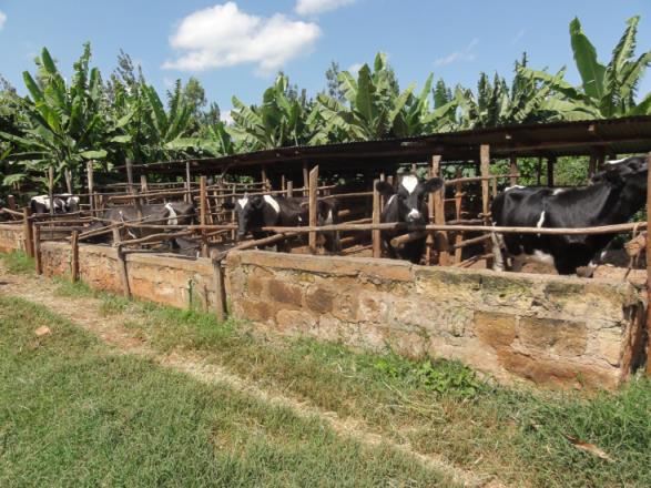Zero-Grazing in kenya
