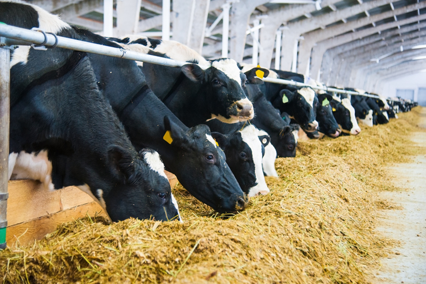 Comprehensive Guide to Identifying High-Quality Dairy Feed in Kenya
