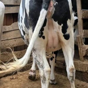 FOR SALE: IN-CALF HEIFER