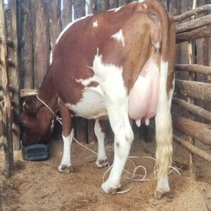 FOR SALE: HIGH-QUALITY IN-CALF AYRSHIRE COW