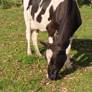 FOR SALE: HIGH-YIELDING FRESH LACTATING COW