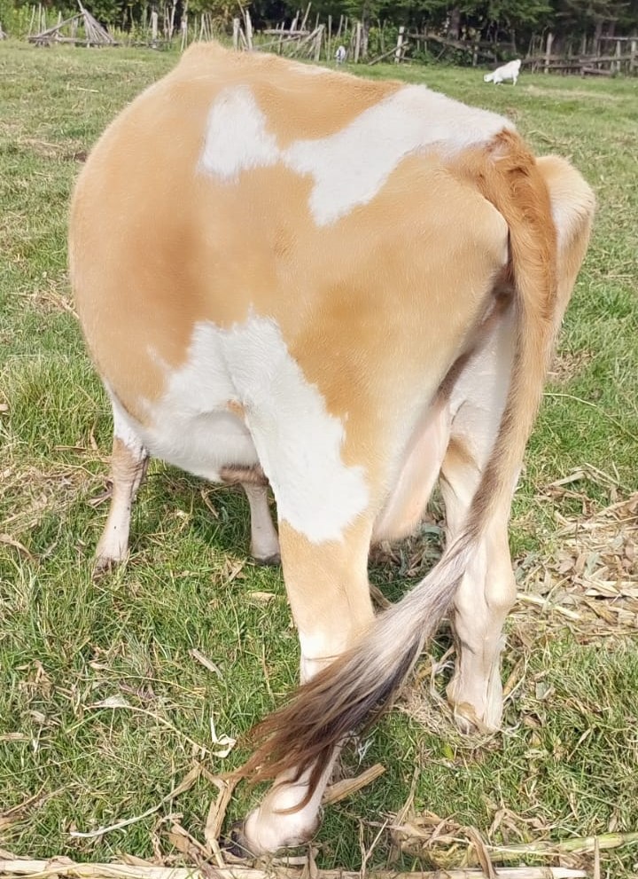 HIGH-QUALITY IN-CALF AYRSHIRE COW FOR SALE - Image 5