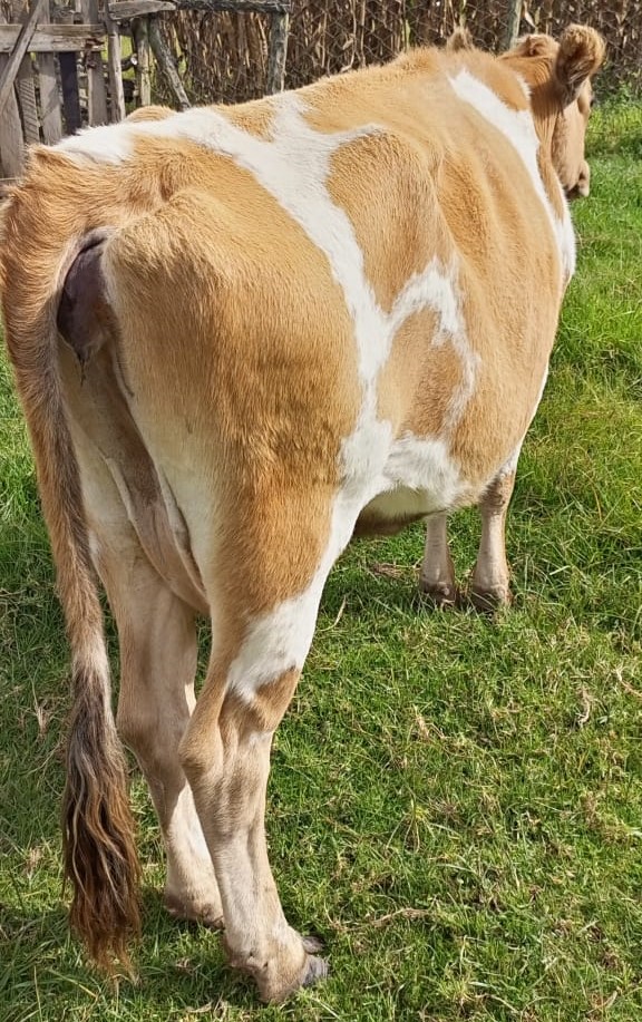 HIGH-QUALITY IN-CALF AYRSHIRE COW FOR SALE - Image 2