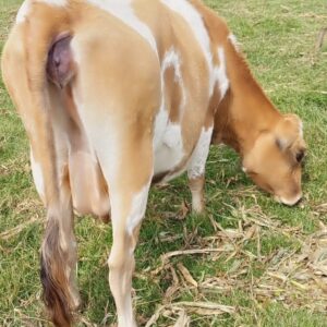 HIGH-QUALITY IN-CALF AYRSHIRE COW FOR SALE