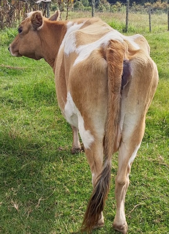 HIGH-QUALITY IN-CALF AYRSHIRE COW FOR SALE - Image 4