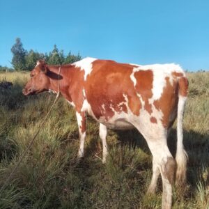 HIGH-QUALITY IN-CALF AYRSHIRE COW FOR SALE