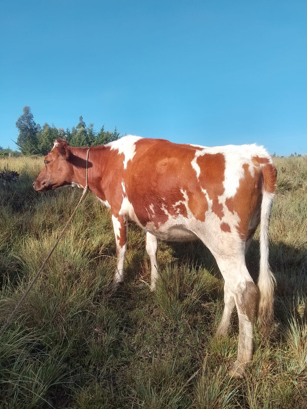 HIGH-QUALITY IN-CALF AYRSHIRE COW FOR SALE