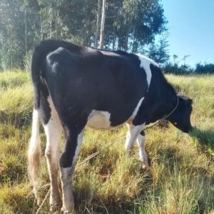 PREMIUM FRIESIAN HEIFER – 3 MONTHS IN-CALF