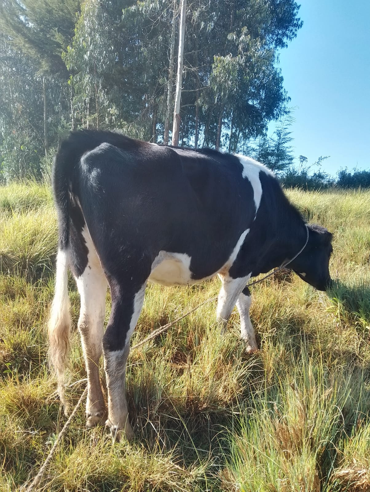 PREMIUM FRIESIAN HEIFER – 3 MONTHS IN-CALF