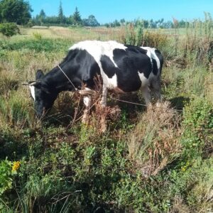 PREMIUM FRIESIAN HEIFERS – 5 MONTHS IN-CALF FOR SALE
