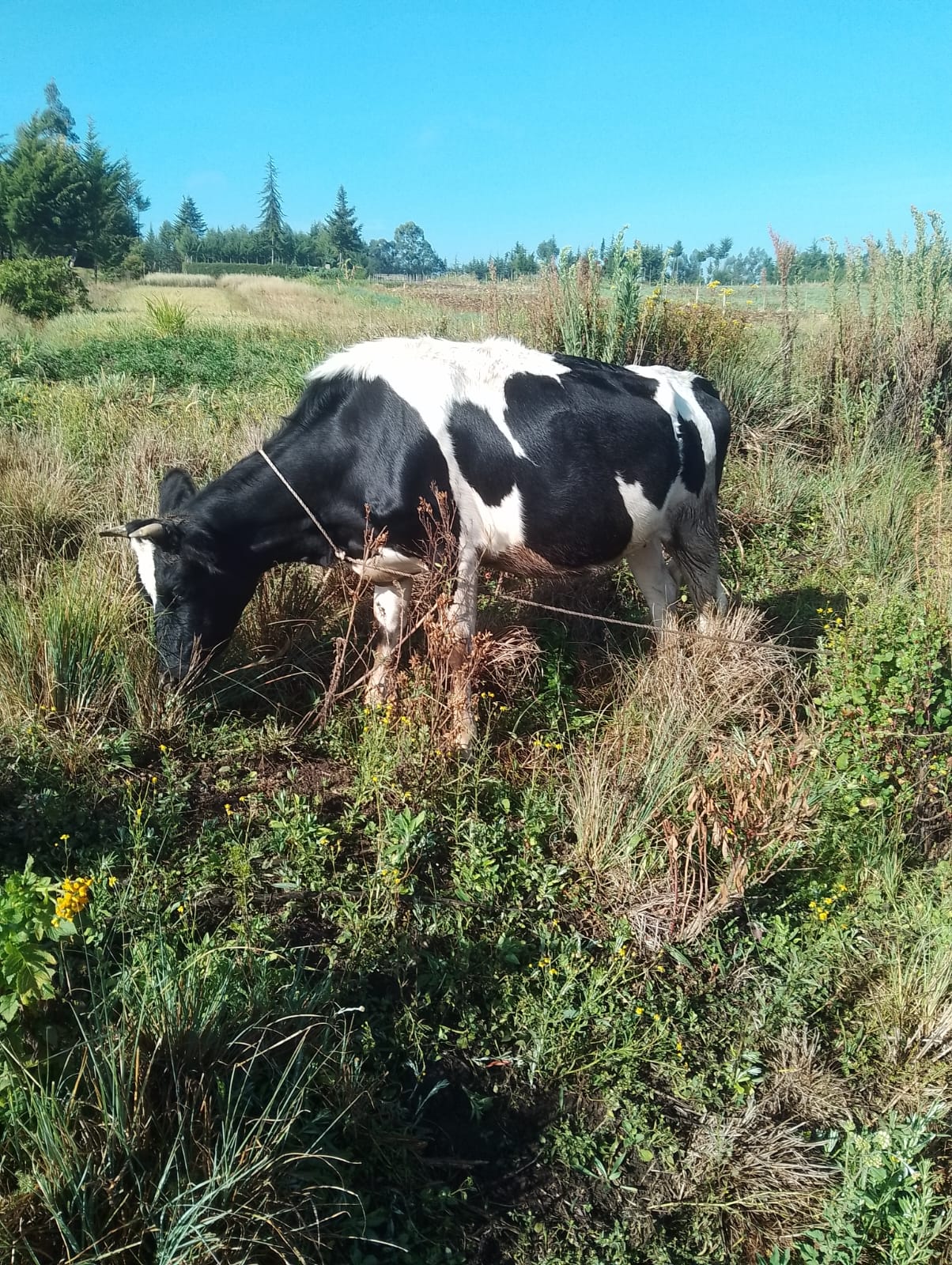 PREMIUM FRIESIAN HEIFERS – 5 MONTHS IN-CALF FOR SALE