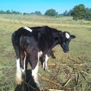 PREMIUM PUREBRED FRIESIAN HEIFER FOR SALE